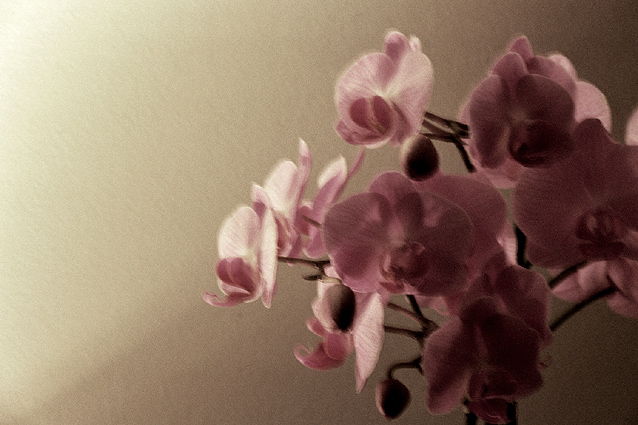 http://www.carolinanaftali.com/files/gimgs/13_1flower02.jpg