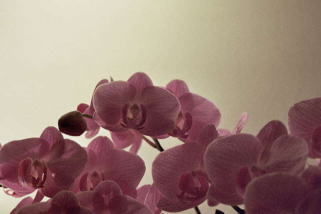 http://www.carolinanaftali.com/files/gimgs/13_1flower03.jpg